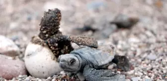 Çıralı'da Deniz Kaplumbağalarının Yuvalama Sezonu Tamamlandı