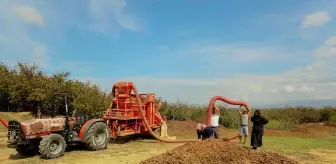 Sakarya'da çiftçiler patoz mesaisi yapıyor