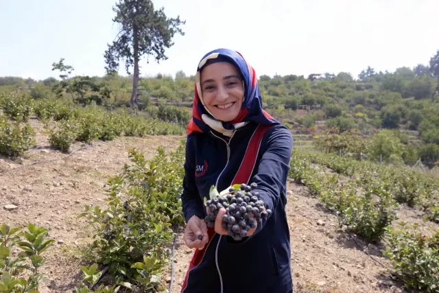 Harvest of 'super fruit' aronia has started in Mersin