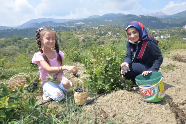 Harvest of 'super fruit' aronia has started in Mersin