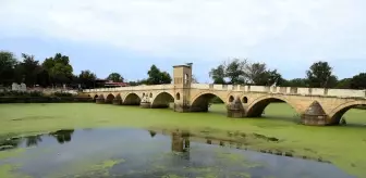 Tunca Nehri'nde Yosun ve Su Mercimeği Yayılım Alanı Arttı