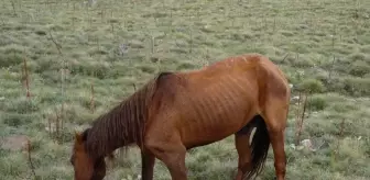 Doğaseverlerden Yılkı Atına Yardım