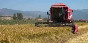 Amasya'nın Taşova ilçesinde çeltik hasadı başladı