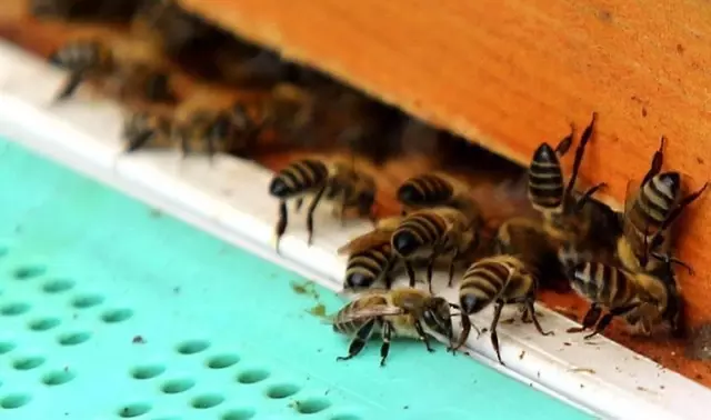 The man who was attacked by bees has lost his life.