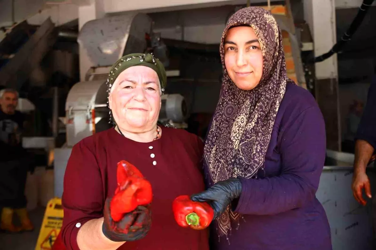 Gaziantep'te Kadınlar Biber Salçası Yaparak Geçim Sağlıyor
