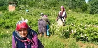 Isparta'da Gül Çiçeği Taban Fiyatı 90 Lira Olarak Belirlendi