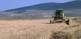 Ardahan'da Kavılca Buğdayı Hasat Dönemi Başladı