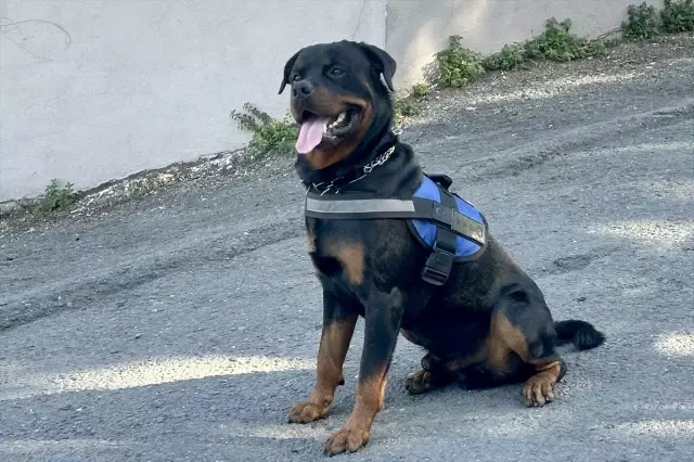 Motorcycle Mechanic in Istanbul Goes Everywhere with His Dog