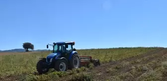 Kelkit Şeker Fasulyesi Hasadına Başlandı