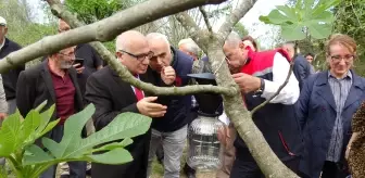 Samsun'da Kahverengi Kokarca İle Mücadele Devam Ediyor