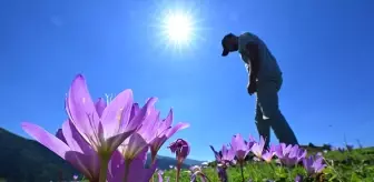 Doğu Karadeniz Yaylaları Vargit Çiçekleriyle Süslendi