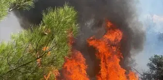 Bursa'da çıkan orman yangını söndürüldü