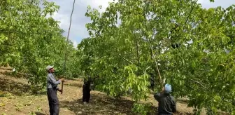 Kahramanmaraş'ta Ceviz İşleme ve Paketleme Tesisi Kuruldu