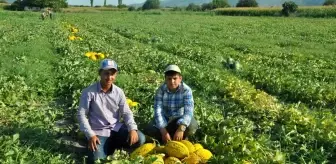 Kırkağaç Kavununda Hasat Başladı