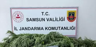 Samsun'da uyuşturucu operasyonu: 1 şüpheli gözaltına alındı