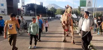 Mevlit Kandili'nde Eleşkirt'e Gönderilen Kurbanlık Deve İlgi Odağı Oldu