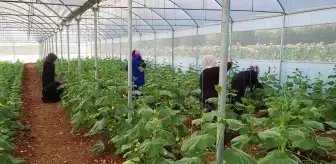 Adıyaman'da Kadın Kooperatifi Sera Kurdu, İlk Ürünleri Hasat Etti