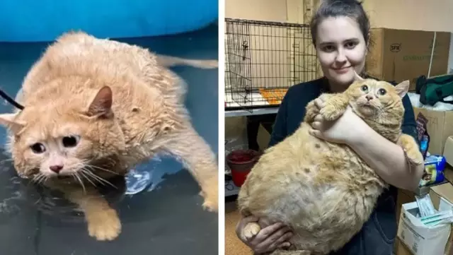 The obese cat's difficult moments made people laugh! It couldn't escape from the diet center.