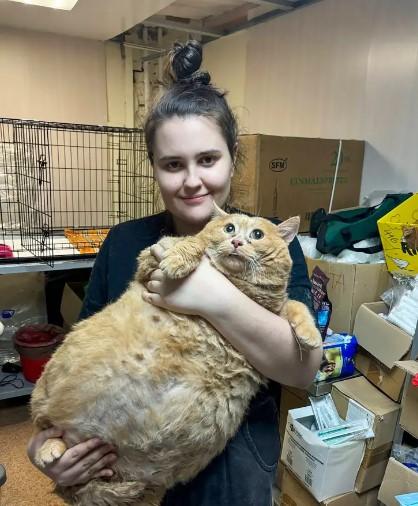 Obese cat's difficult moments amused onlookers! Couldn't escape from the diet center