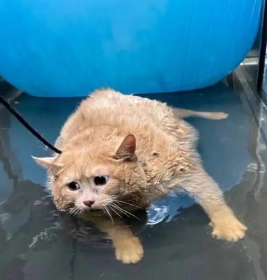 Obese cat's difficult moments amused onlookers! Couldn't escape from the diet center