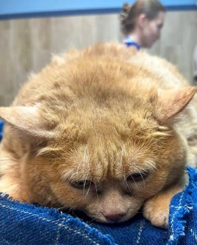 Obese cat's difficult moments amused onlookers! Couldn't escape from the diet center