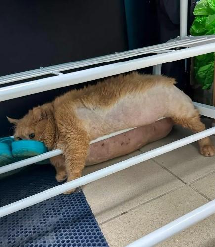 Obese cat's difficult moments amused onlookers! Couldn't escape from the diet center