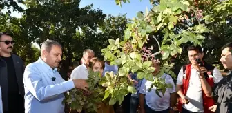 Şanlıurfa Valisi, Fıstık Hasadına Katıldı