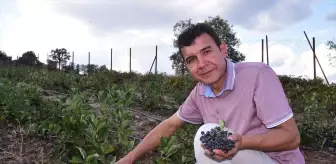 Sındırgı'da Aronya Meyvesinin İlk Hasadı Gerçekleşti