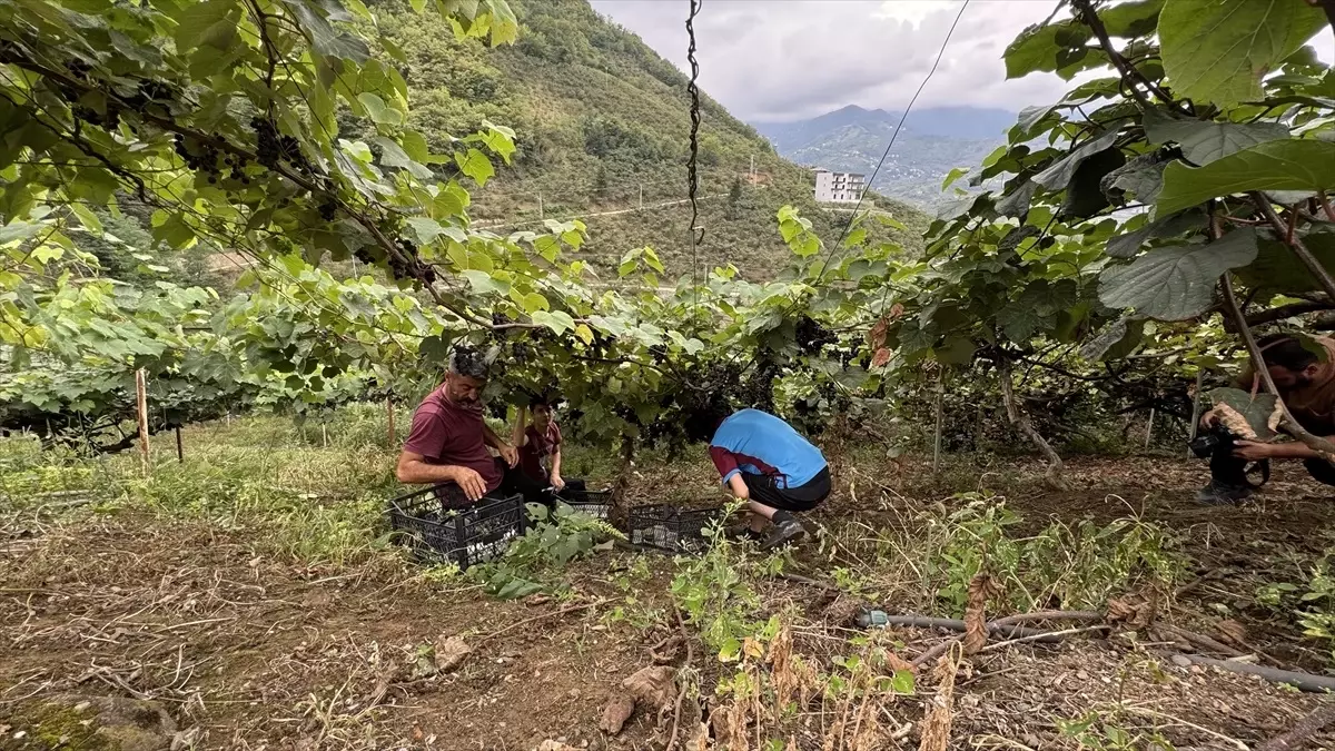 Trabzon'da Isabella Üzümü Hasadı Başladı
