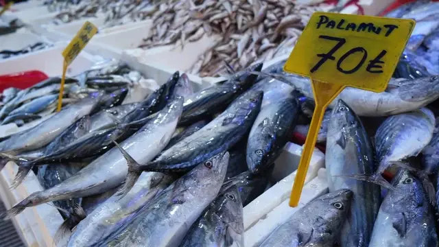 Abundance of bonito in the Black Sea: Counters are filled.