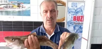 Ordu'da 1,5 Kilogramlık Mezgit Balığı Bulundu