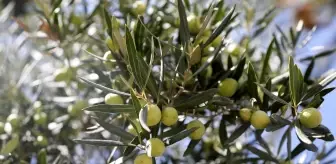 Antalya'da Zeytin Hasadı Yüzde 55 Artış Bekleniyor