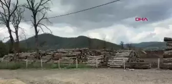 Bartın'da Tomruk Altında Kalan İşçi Hayatını Kaybetti