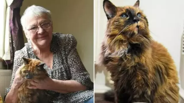 The world's oldest cat, died at the age of 33.