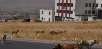 Süleymaniye'de Sahipsiz Köpek Saldırıları Halkı Tedirgin Ediyor