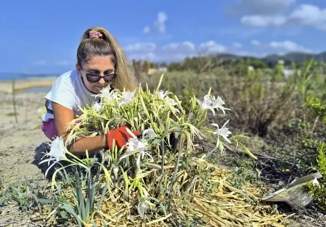 The penalty for picking sand lilies is 387 thousand Turkish Lira.