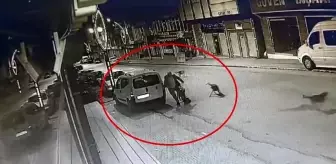 Ordu'da Sokak Köpekleri Bir Şahsı Saldırıya Uğrattı