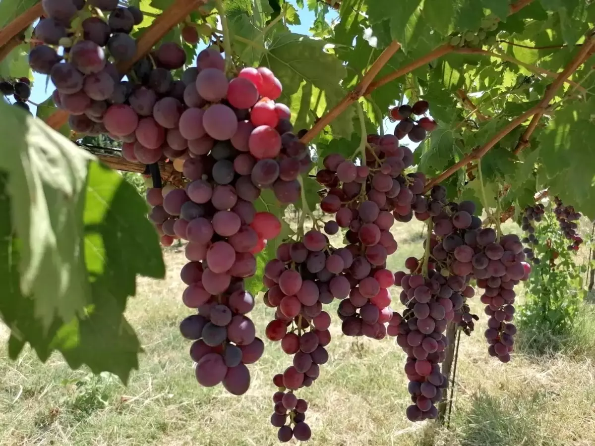 Tekirdağ'da Yeni Üzüm Çeşitleri Üzerine Çalışmalar Devam Ediyor