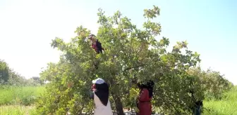 Ceylanpınar'da Fıstık Hasadı Başladı