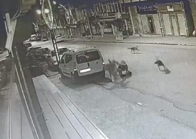 Terrifying stray street dog moment captured on camera! Shouts echoed through the street