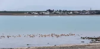 Arin Gölü'nde Flamingo Ziyareti