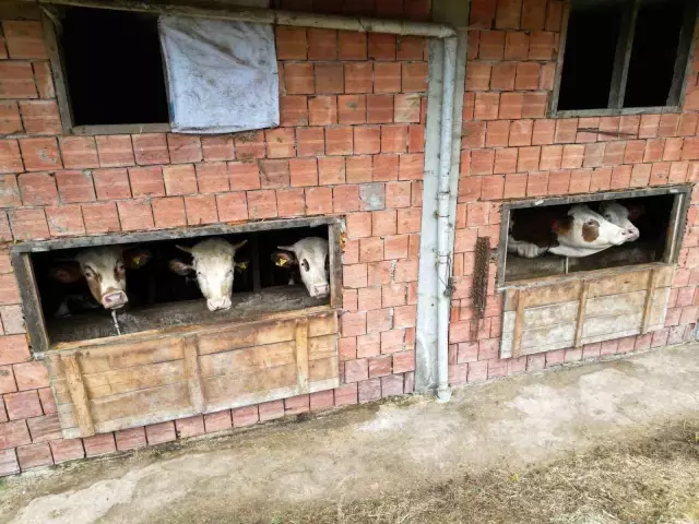 People can't believe their ears! Built a 4-story building and allocated 3 floors to cows