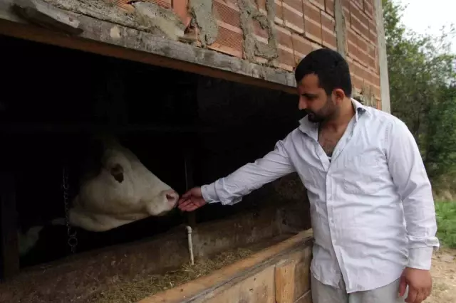 People can't believe their ears! Built a 4-story building and allocated 3 floors to cows