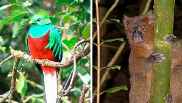 Great Risk for Humanity: Over 3,000 Species Could Go Extinct