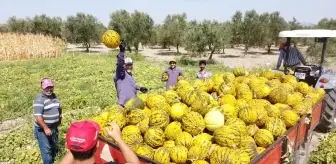 Kırkağaç Kavunu Kış İçin Depolanmaya Başlandı