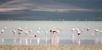 Kırşehir'i Koruma Platformu, Seyfe Gölü koruma alanının daraltılmasına tepki gösterdi