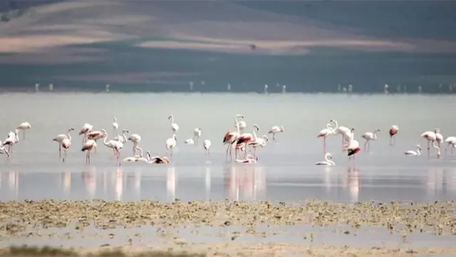 The Kırşehir Conservation Platform has reacted to the reduction of the Seyfe Lake conservation area.