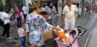 Taksim Meydanı'nda Bebek Arabasında Gezdirilen Köpek İlgi Odağı Oldu