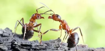 Karıncaların Hayat Kurtaran Fedakarlıkları: Bacak Ampütasyonu ile İlk Örnek