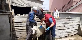 Afyonkarahisar'da Küçükbaş Hayvanlara Aşı Uygulaması Yapıldı